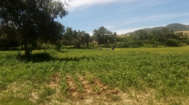 Denuncian otro caso de avasallamiento de tierras en Sacaba