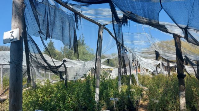 La granizada afectó más de 74 mil plantas forestales 
