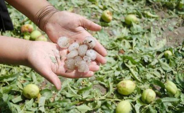 En Obrajes-Tarija, afectados por la granizada, urgen la declaratoria de emergencia 