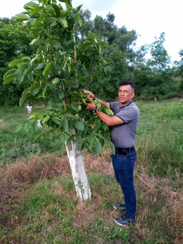 César Ríos y la vida entre nogales