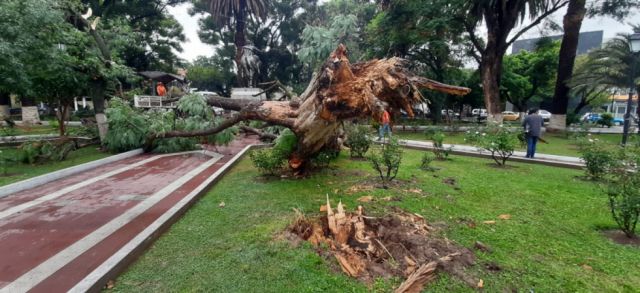 Fuerte lluvia dejó viviendas inundadas, calles anegadas y árboles caídos en Tarija