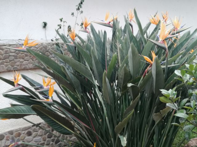 La ave del paraíso en el jardín Tarijeño