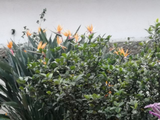 La ave del paraíso en el jardín Tarijeño 