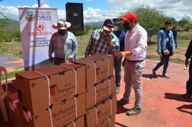 Gobernación y Cooperación Alemana entregaron plantas de frutilla a productores de Yesera
