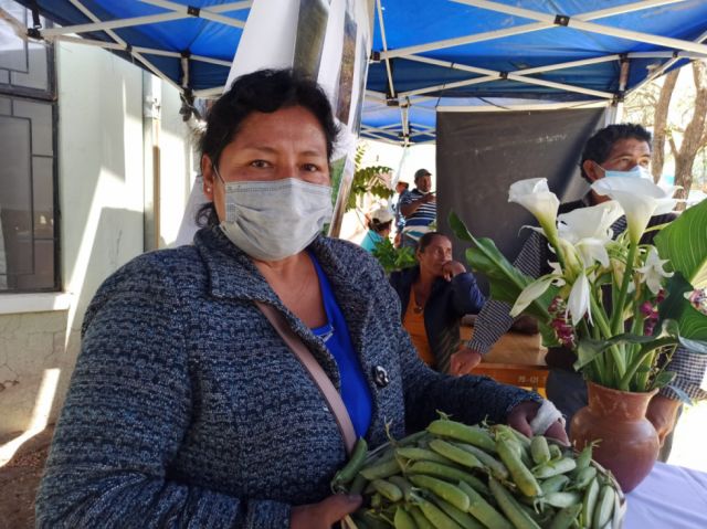 Arveja, el cultivo  que sustenta a 500  familias en Sivingal 