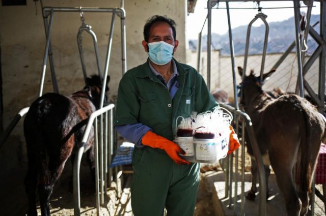Bolivia empezará a aplicar suero anticovid con plasma de burros