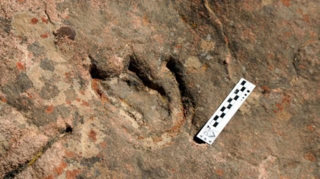 Cumbre reúne en  Tarija a expertos  en paleontología