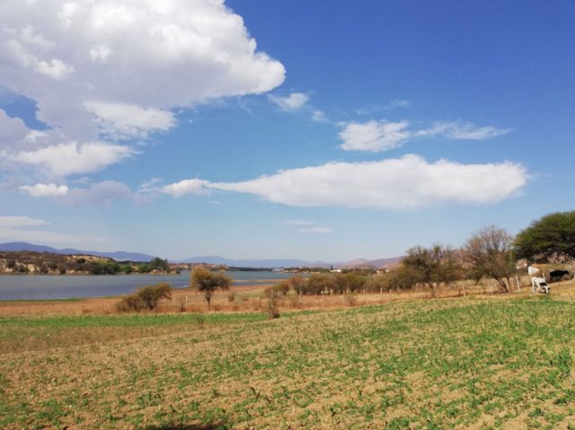 Vegetación nativa y el verdor generado por el Lago San Jacinto