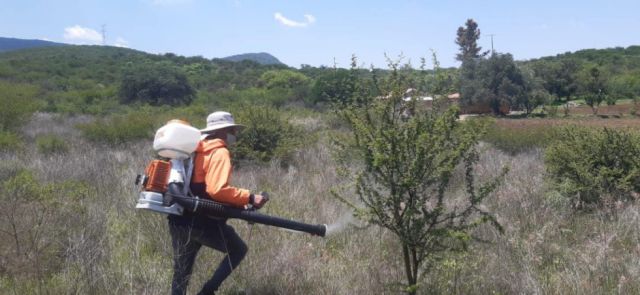 Inician plan de fumigación contra la rupa-rupa en Tarija