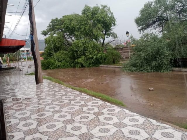 Vías intransitables por la caída de árboles grandes