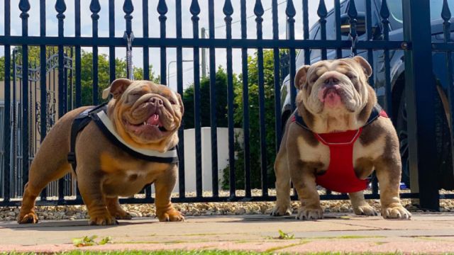 Multan con 547mil dólares a una pareja criadora de bulldogs por obligar a sus perras a embarazarse constantemente durante seis años