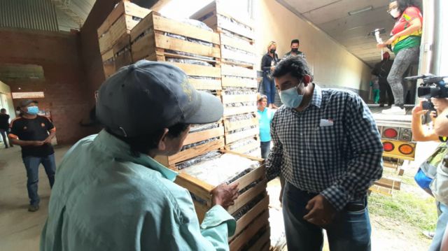 La uva tarijeña  pone rumbo  a Paraguay