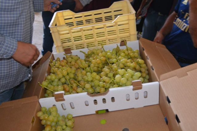 Centro de embalaje de uva apunta a mejorar las ventas en Tarija