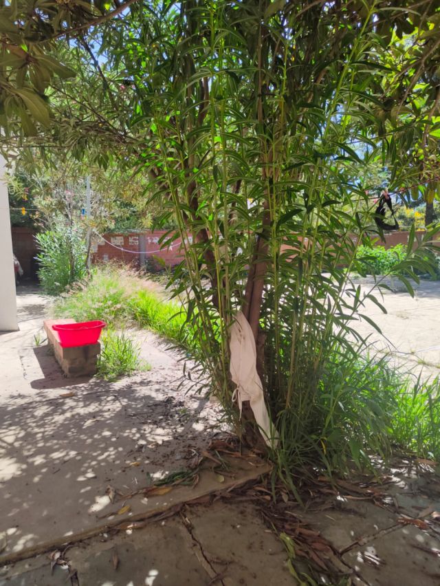 Árbol usado como colgador