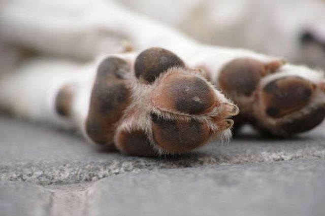 Denuncian a hombre por cometer zoofilia en Bermejo