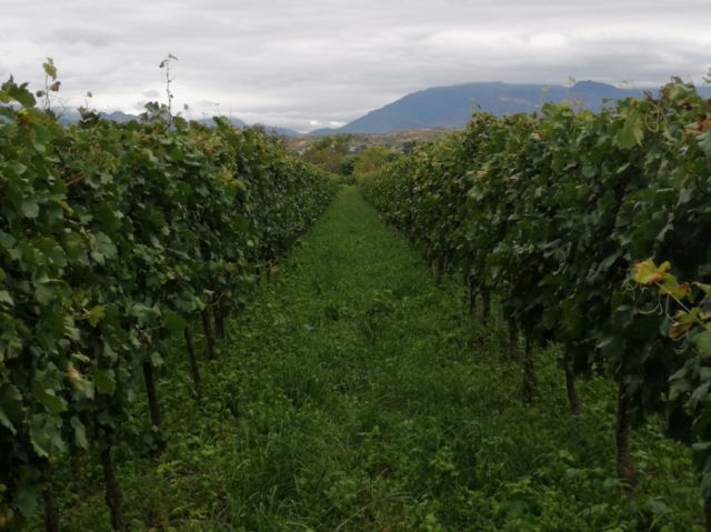 El paisaje productivo de la Choza