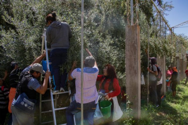 Productores de Tarija se capacitan sobre el cultivo de aceitunas 