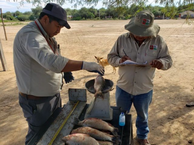 La Gobernación prohíbe el transporte y la venta del sábalo del Pilcomayo