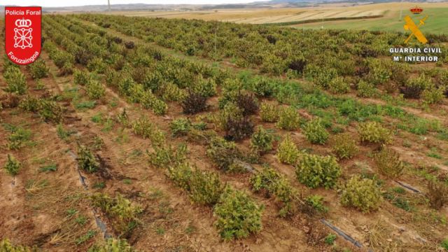 Desmantelan en España la mayor plantación de marihuana de toda Europa