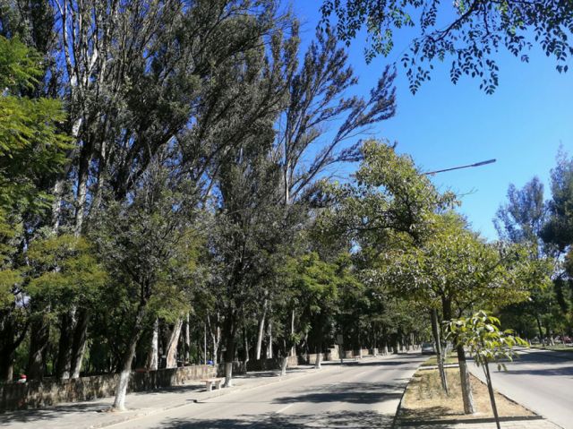 El alto follaje de nuestra principal avenida 