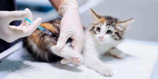 Tarija: 5 casos de rabia felina y más de 2mil vacunaciones en una semana