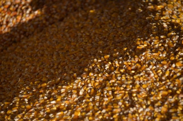 Bolivia consume cerca de un millón de toneladas de maíz