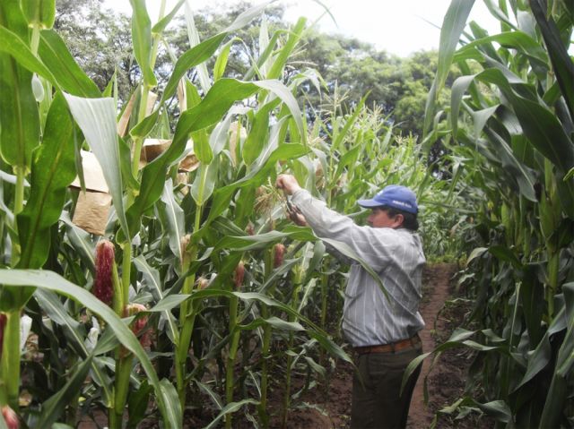 Defensa del Consumidor: Algunos productores solo buscan la importación de maíz transgénico que afectará la salud