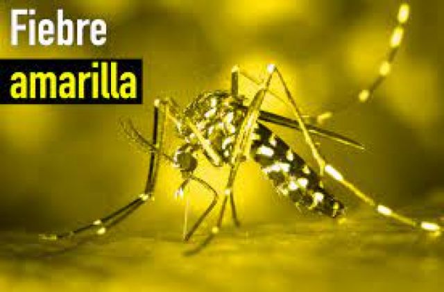 Mueren cuatro personas con fiebre amarilla en La Paz, hay alerta sanitaria