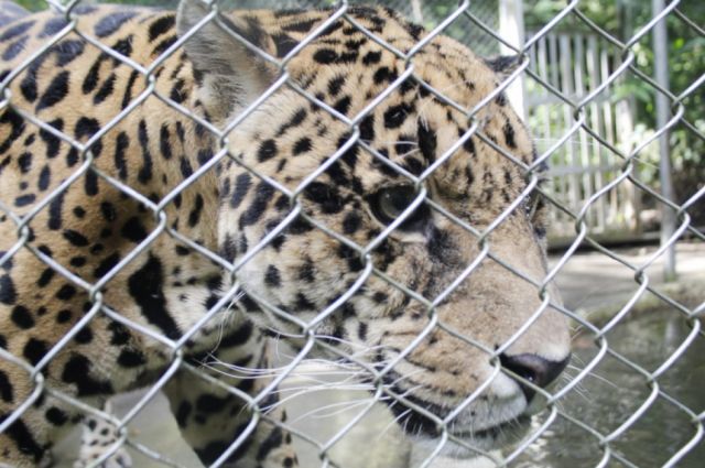 Erasmo y Aníbal sufrieron por falta de atención y maltrato en el Bioparque Vesty Pakos