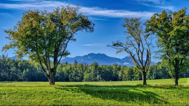Poemas dedicados al arbol