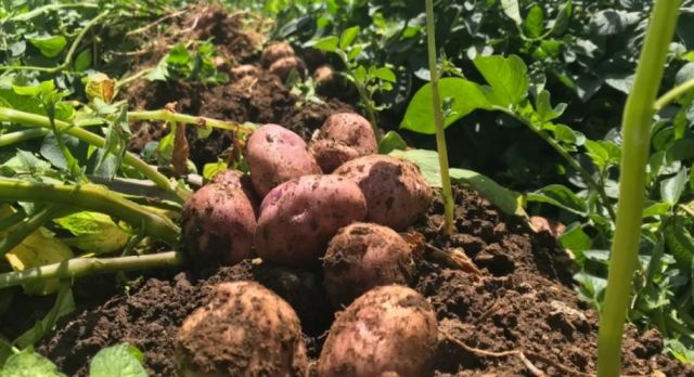 Golpeados por la helada, productores advierten escasez de papa en Tarija