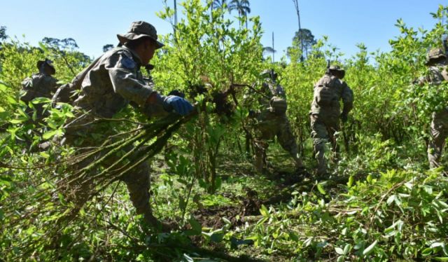 EEUU publica datos sobre coca y cocaína en Bolivia