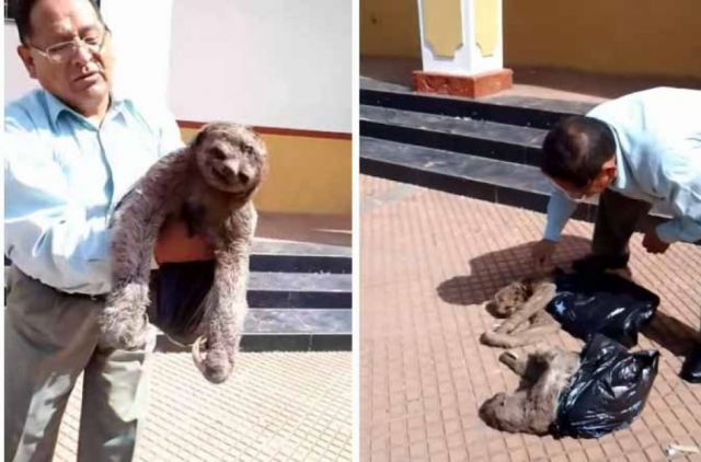 Tarijeño salva la vida de cinco perezosos que quedaron tiesos por el frío en Santa Cruz