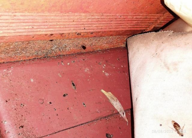 Heces de roedor y cucarachas encontrados