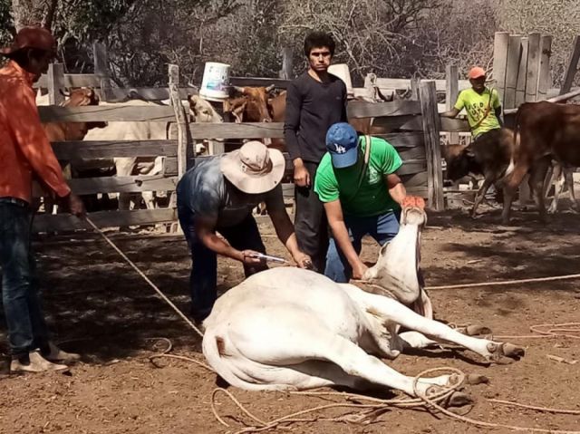 Chaco: Ganadería y agricultura, las alternativas después del gas