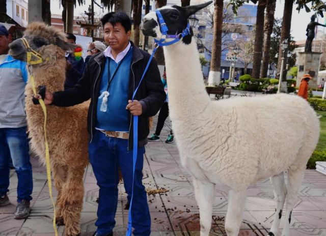 Camélidos en la plaza Luis de Fuentes