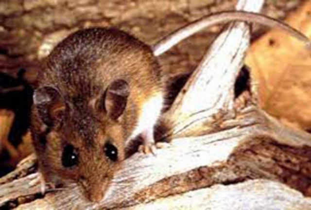 Santa Cruz reporta 3 casos de hantavirus