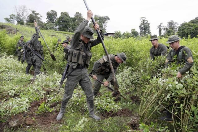 Las fuerzas de erradicación no han funcionad