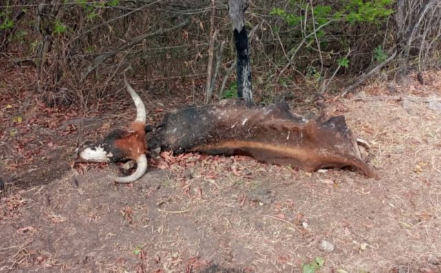 ‘Preocupación brutal’: la sequía mata el ganado en Huacareta y piden ayuda en alimento para animales