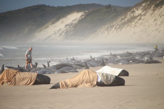 Al menos 200 ballenas piloto mueren tras varar en las costas de Australia