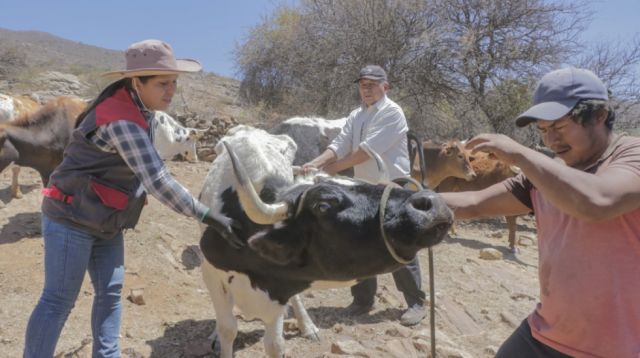 Campaña de desparasitación llega a Santa Ana la Nueva