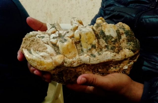 Estudian fósil de mastodonte de hace 20 mil a 30 mil años encontrado en Chuquisaca