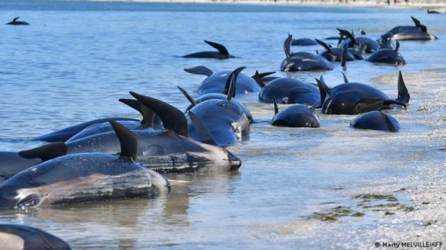 Mueren 250 ballenas piloto varadas en remota isla de Nueva Zelanda