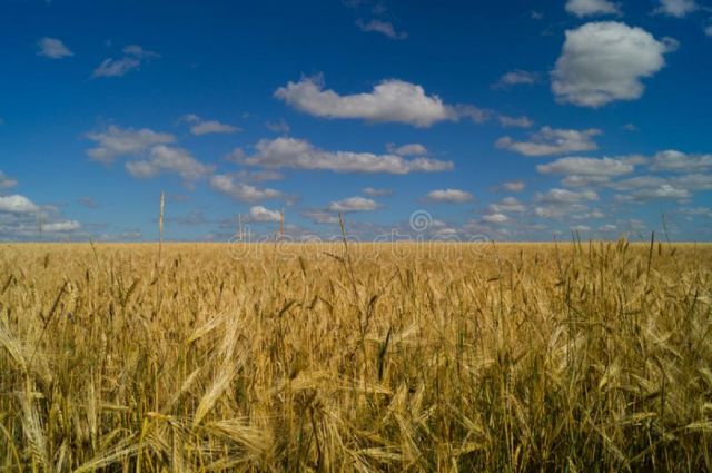 El precio del trigo sube un 5 % tras ataques de misiles a Ucrania