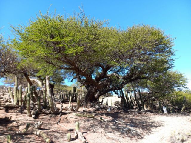 Churqui milenario