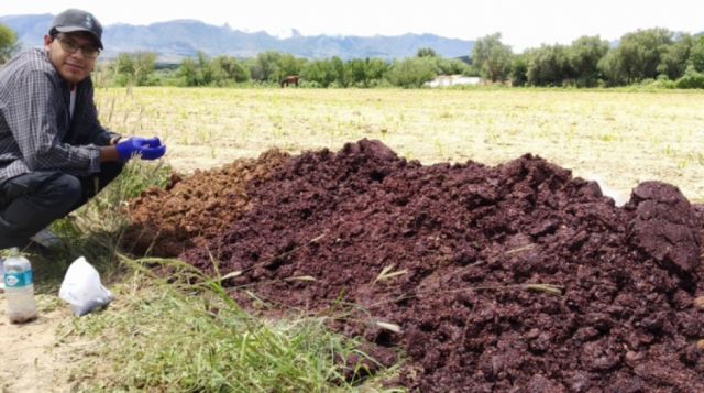 Tarijeño propone la producción de aceite de la semilla de uva