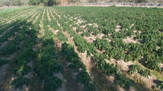 Helada: Unas 1.000 familias perdieron sus cultivos de papa en Tarija 