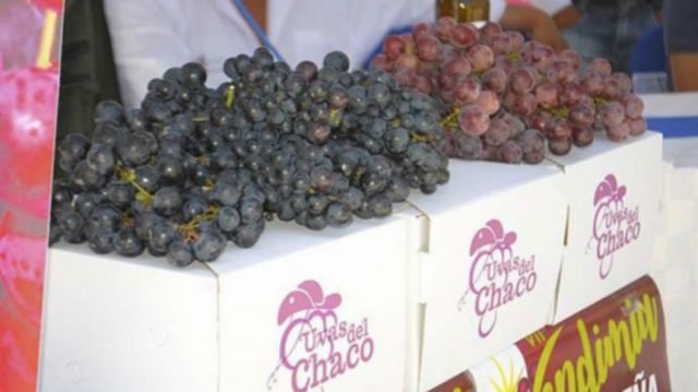 Viticultores del Chaco inician la cosecha de uva tempranera