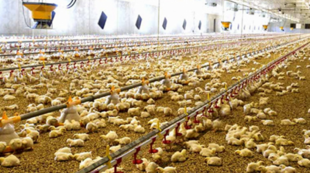 Advierten desabastecimiento de pollo