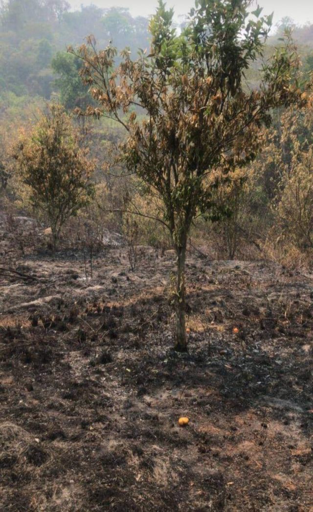 Plantaciones de cítricos afectados por el incendio